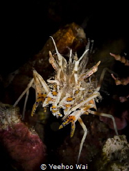 Spiny Tiger Shrimp (Phyllognathia ceratophthalma) 
Anila... by Yeehoo Wai 